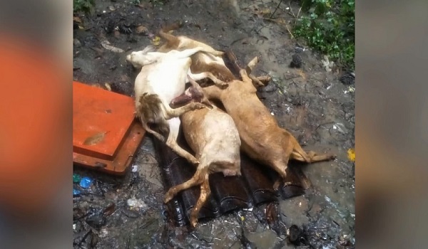 1612 ULAR SAWA TELAN KAMBING 2