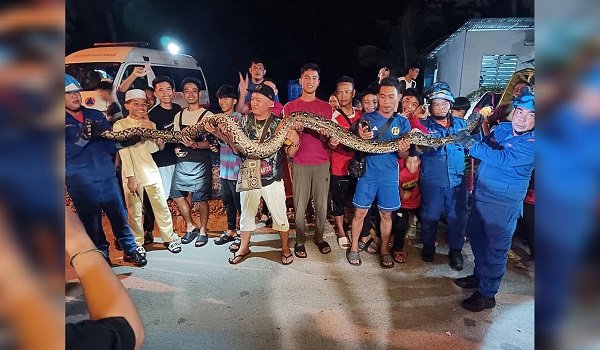 1803 SARAWAK ULAR 50KG 2