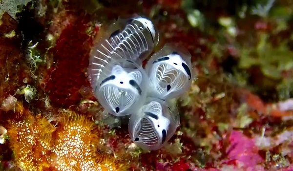 1602 BD JAPAN SKELETON PANDA 2